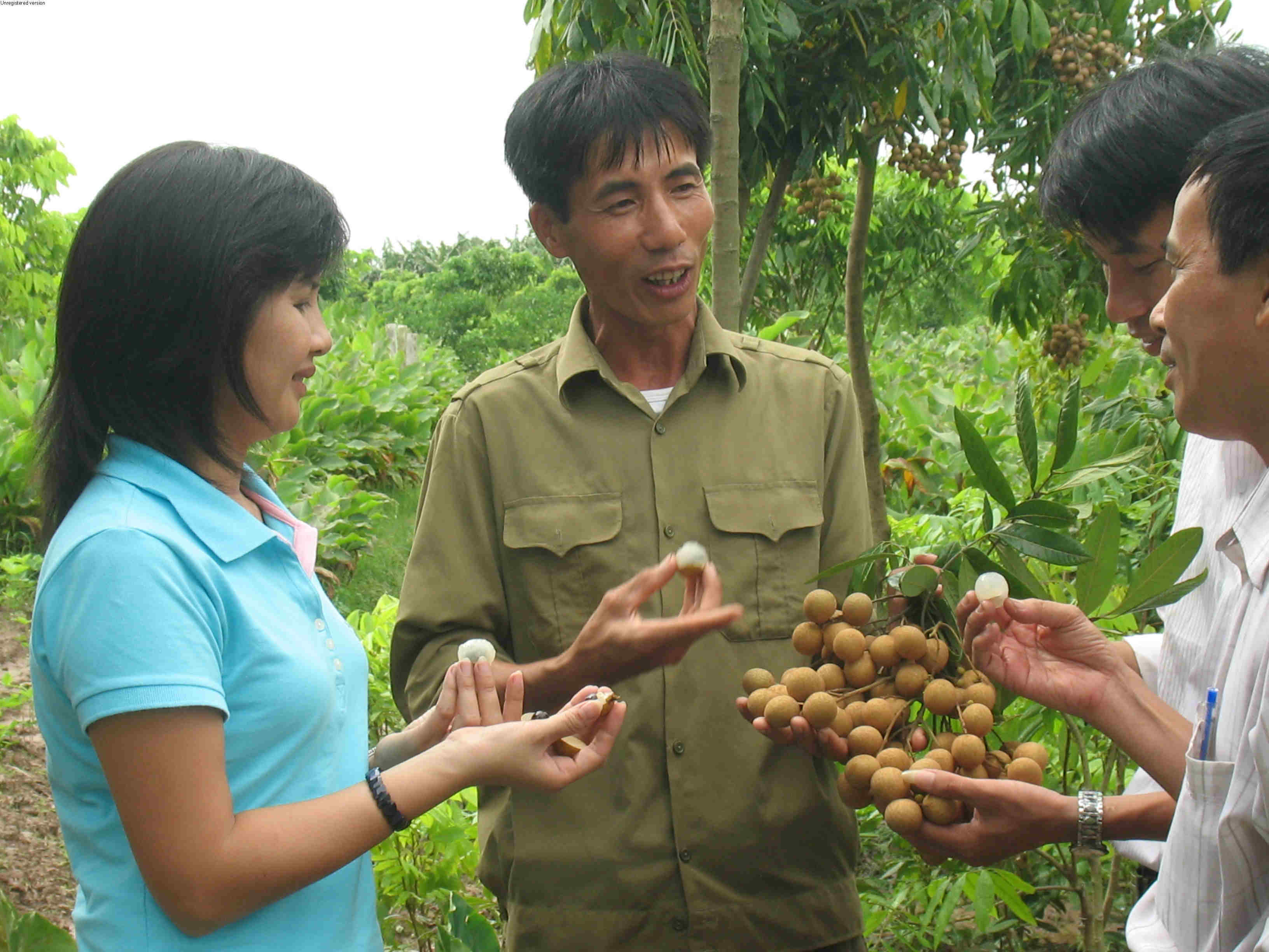   Nhãn muộn Khoái Châu - Đặc sản nhãn lồng Hưng Yên