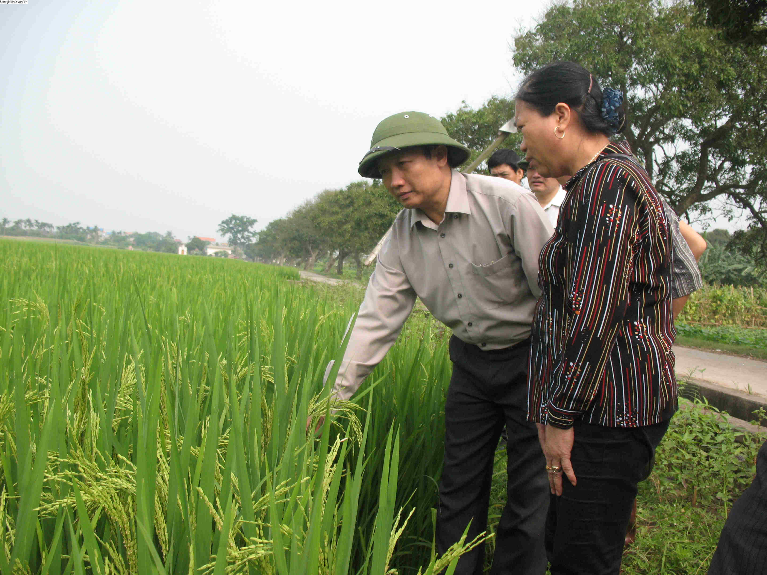   Sản xuất lúa vụ xuân năm 2011 tai huyện Khoái Châu